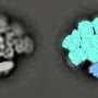 How photosynthetic bacteria pass light along: Two major energy pathways identified