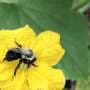 How higher temperatures can benefit (or devastate) bumble bee populations