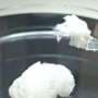 Q&A: How jellyfish bycatch could be a valuable collagen source for cosmetics and biotech