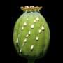 Q&A: How the legal opium market shaped global trade—and led to an opioid crisis