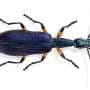 How the world's missing beetles could save the rainforest