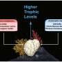 How to survive in the abyss: Secrets of deep-sea sponges