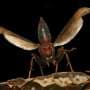 Chaos after queen loss reveals the wasps that keep colonies running