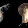 How water fleas detect their predators