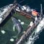 Humpback whale 'Timmy' released in the North Sea after weeks stranded off Germany