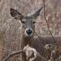Hunters' appreciation of a targeted deer-management program transcends harvest
