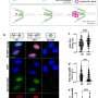 New imaging method maps reversed DNA replication forks in single cells