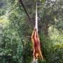 Orangutan uses Indonesia canopy bridge in 'world first': NGO