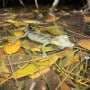 Invasive caiman may pose new challenges for Everglades restoration
