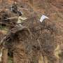 Last-of-its-kind tree clinging to cliffside finds new hope at botanic gardens