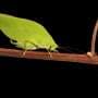Leafy camouflage reshapes katydid love songs, making males more attractive to females
