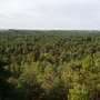 Heat and drought push Europe's trees into survival mode, often fatally