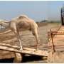 Live camel transportation improved by using food as an incentive in place of physical punishment