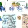 Long-overlooked gene for deglycosylating enzyme in fish embryo identified