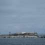 Male coyote swam 2 miles to Alcatraz Island, twice as far as biologists had expected
