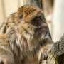 Rivalry with neighboring groups may be a key driver of male size in primates