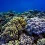 How accelerating evolution could help corals survive future heat waves—new study