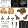 Scurvy's skeletal fingerprint found in California's Late Holocene archaeological sites