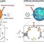 Metabolism-inspired hydrogels replicate heartbeat-like motion and photosynthesis