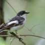 Why these birds meet again in Africa: Flycatcher study reveals how genes and environment guide 13,000‑km migrations
