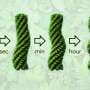 Time-evolving polymer recreates nature's signature twist