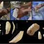 Modern experiments suggest rhino teeth may have been part of Neanderthal toolkits