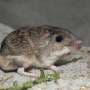 Moms' learned fear of snakes gets inherited by offspring in a critically endangered mouse, biologists discover