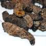 Mopane worm and termite sales relieve poverty in rural South Africa—studies explore the impact