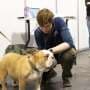More selective breeding might help flat-faced dogs to breathe easier