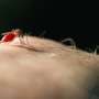 Mosquitoes learn to link the smell of DEET with a blood meal, new study finds