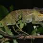 Mozambique 'sky island' expeditions found four new species of chameleon that are already at risk from forest loss