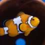 Mutant clownfish reveals how nature draws boundaries