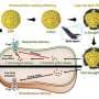 Nanoparticles overcome drug-resistant cancer via sequential drug release and photothermal therapy