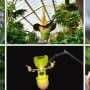One fifth of flowering plant evolutionary history is at risk of extinction, experts warn