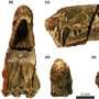 Ancient predator species discovered in South Africa challenges what we know about gorgonopsians