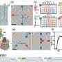 Twisted liquid-crystal structures unlock on-demand skyrmions at room temperature