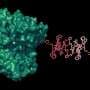 New MRI sensors detect target molecules in the brain and body with high sensitivity