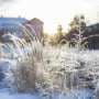 Research could pave the way for more resilient winter cereals in warmer climates