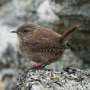 Scientists unlock evolution of gigantism in Scottish island wrens