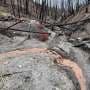 New research highlights how wildfires are harming fish
