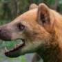 New species of Middle Miocene bear-dog described in tribute to Salvador Moyà-Solà