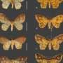 Species of Brazilian moths described in honor of Orixás, foundational deities of Afro-Brazilian religions
