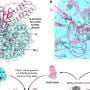 Previously unknown detoxification pathway for chloromethane revealed