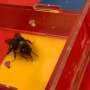 New task-setting study shows that male bumblebees are more active and adaptable