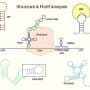 New RNA tool maps structure and motifs across organisms and viruses