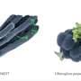 Newly discovered myxobacterium in a cyanobacterial community performs photosynthesis