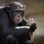 Chimpanzee empire falls apart in rare instance of division and deadly violence