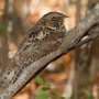 Birds clap in the dark to flirt: Nightjars reveal a hidden language of sound