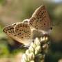 Non-native diet makes Fischer's Blue butterflies less attractive to mates, influencing reproduction