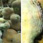 Nutrient imbalance may drive coral disease more than heat stress